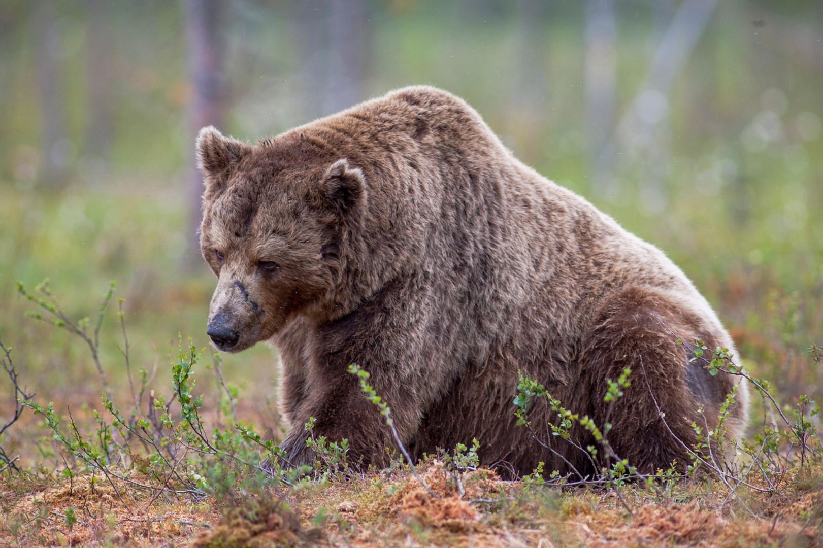 Le deroulement de lether Short alimente la surtension des