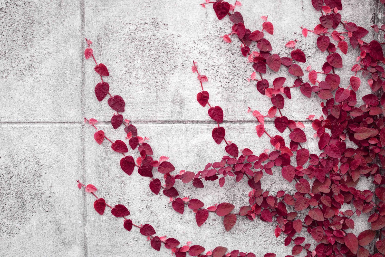 jwp-player-placeholder