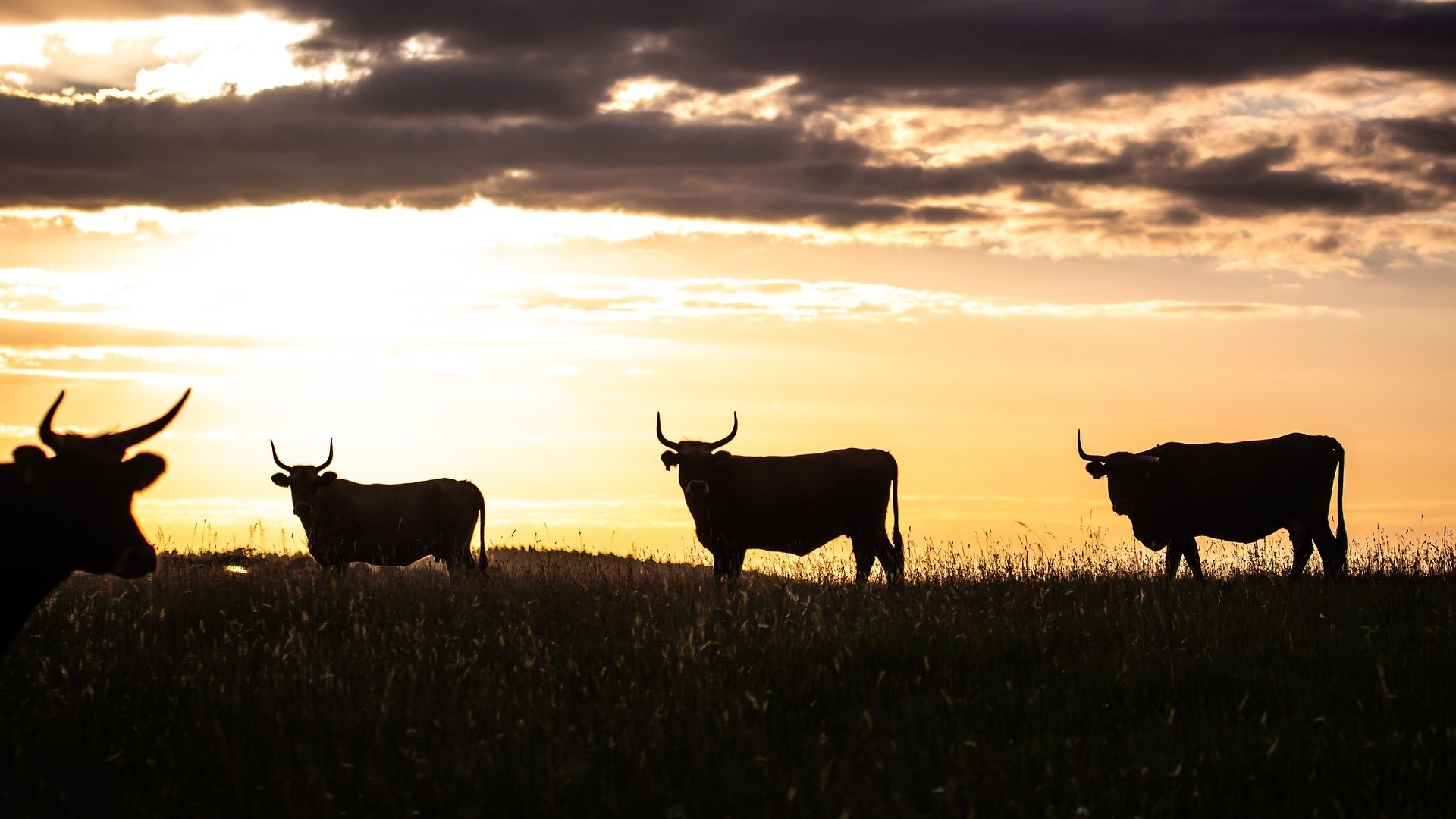 La saison altcoin peut être brassée, mais sera plus sélective, disent les analystes