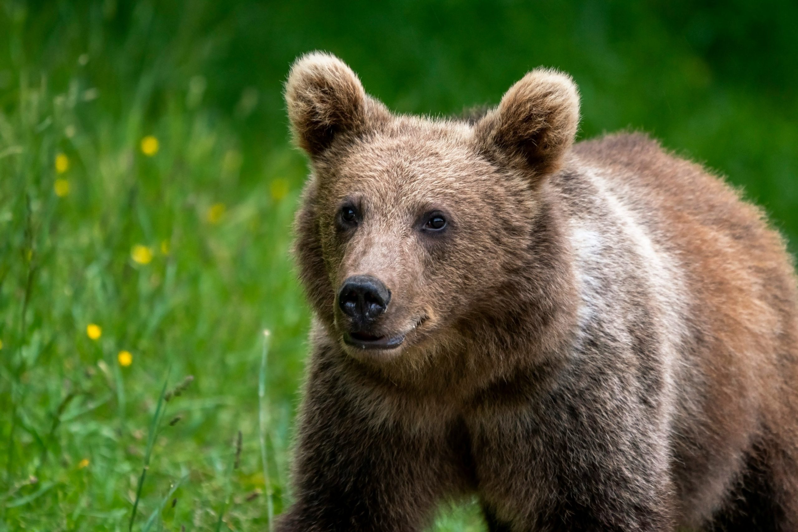 A cycling team riding in a paceline. (James Thomas/Unsplash)