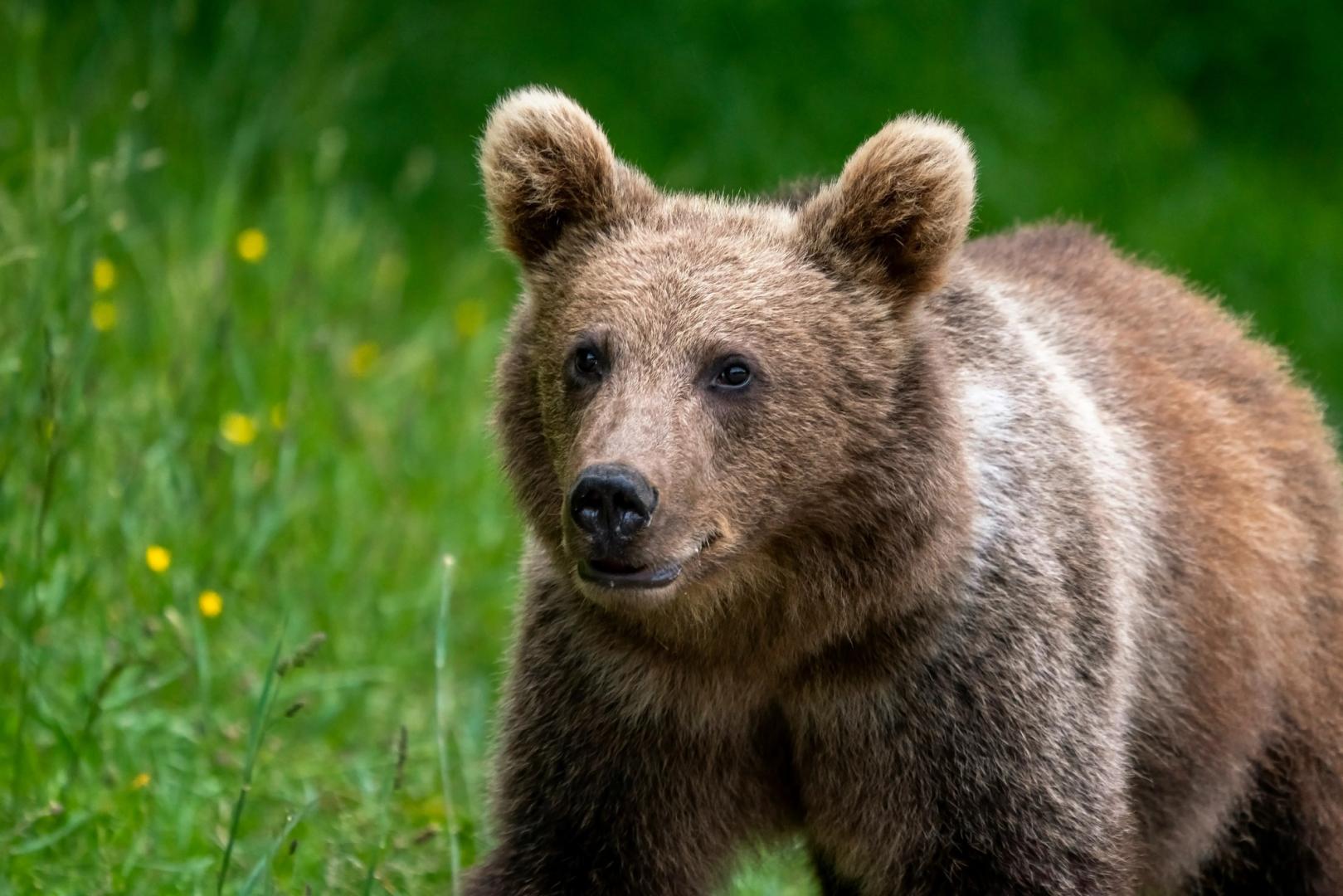 La semaine en cours est la troisième pire semaine historiquement pour BTC La semaine en cours est la troisieme pire semaine historiquement