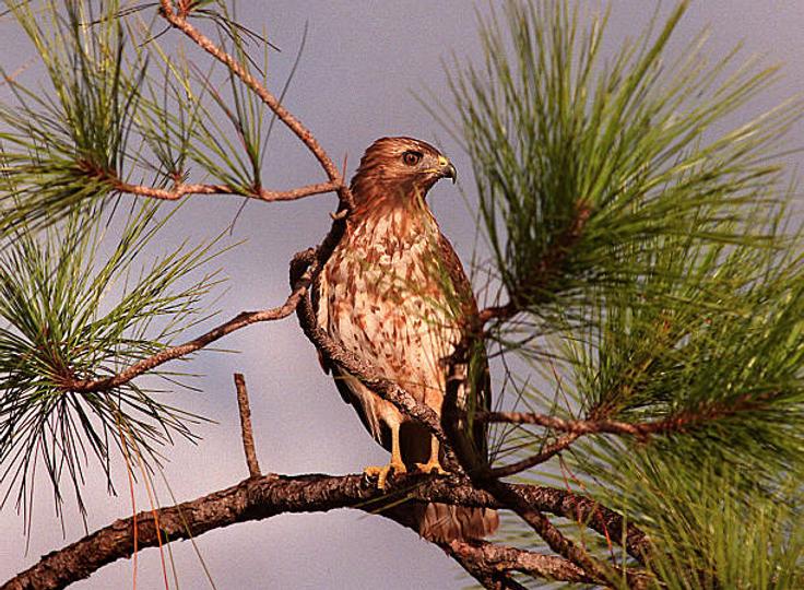 Jerome Powell et la Fed ont de nouvelles données baissières sur l'emploi à examiner