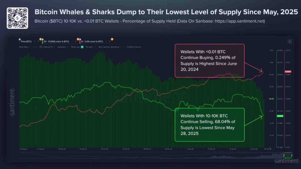 Les baleines Bitcoin abandonnent plus de 80 000 BTC alors