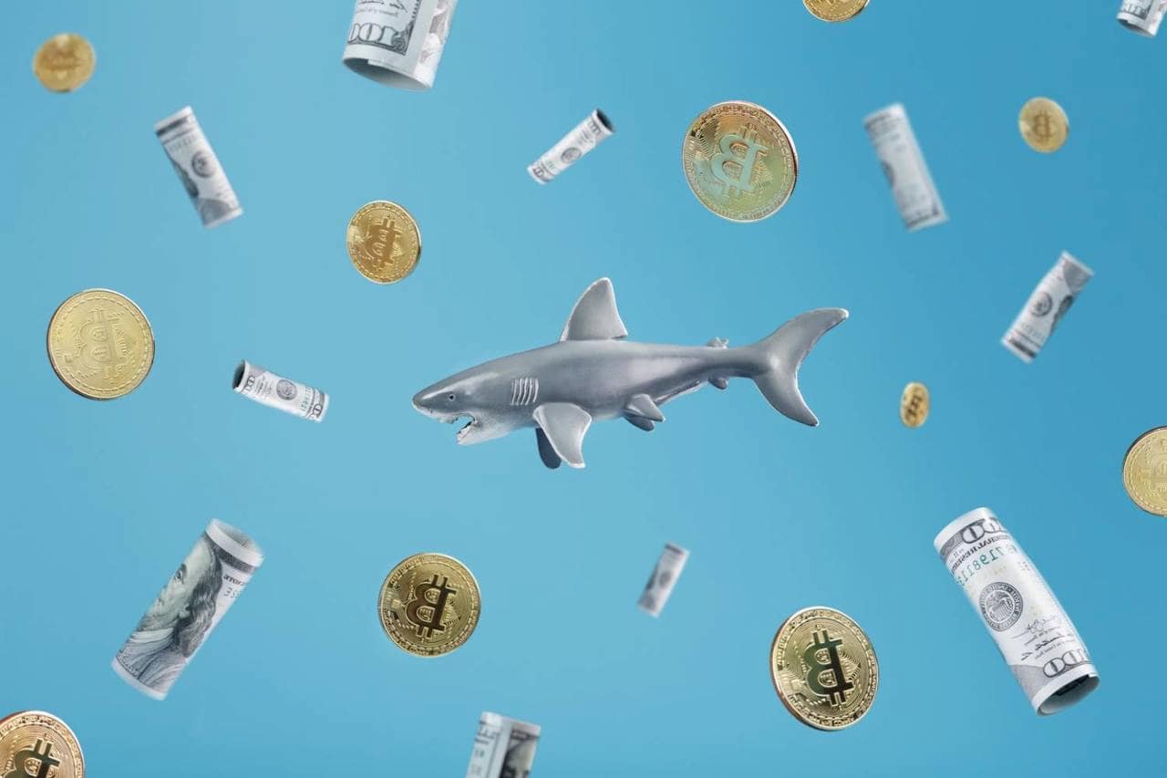 Bitcoin sharks are on a buying spree: Here’s what you need to know