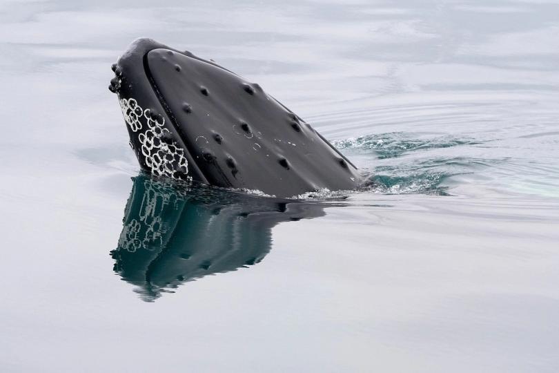 Une baleine Bitcoin devenue silencieuse en 2013 déplace 40 millions de dollars en BTC