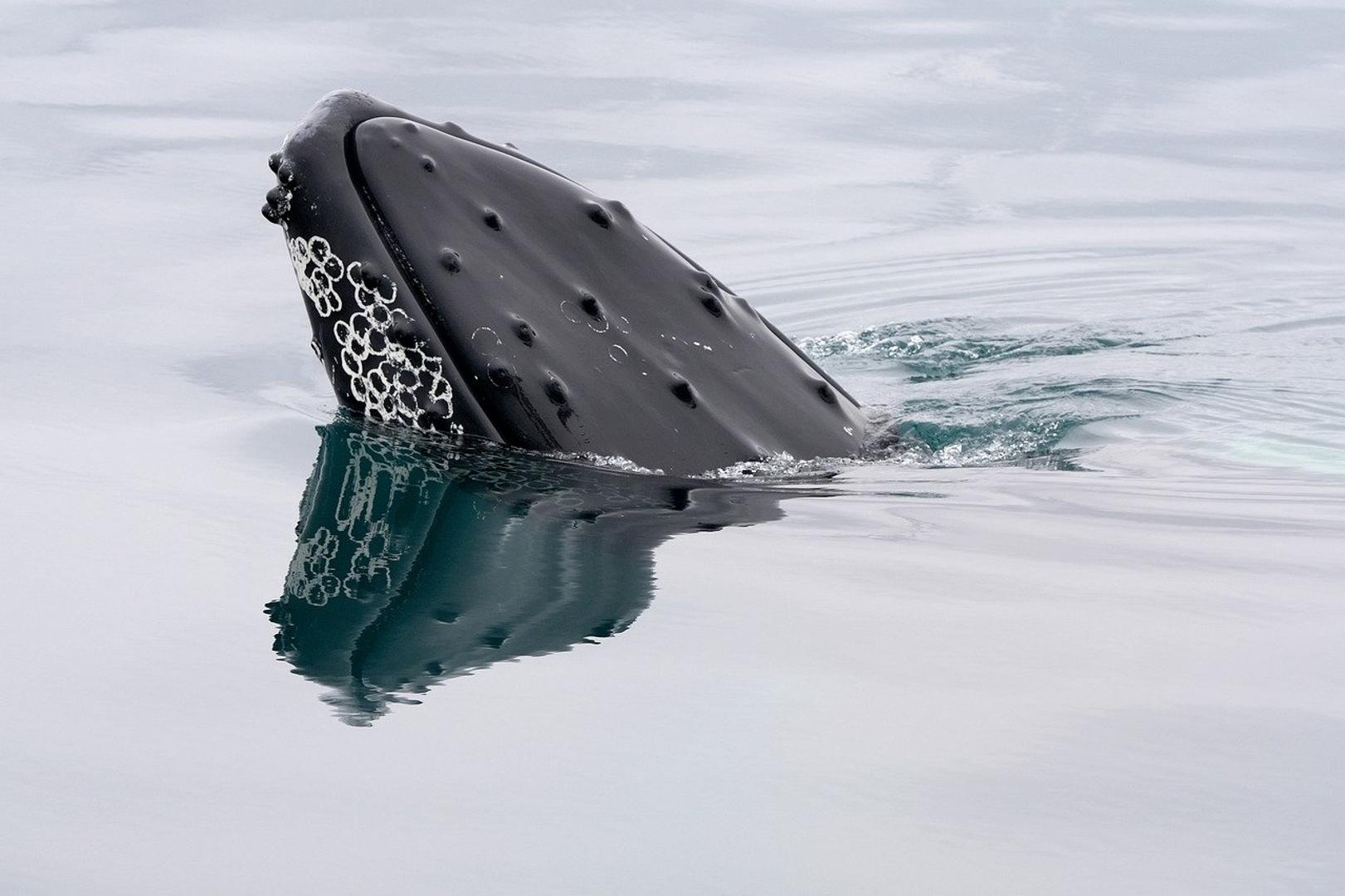 Une baleine Bitcoin devenue silencieuse en 2013 déplace 40 millions de dollars en BTC Une baleine Bitcoin devenue silencieuse en 2013 deplace 40 millions