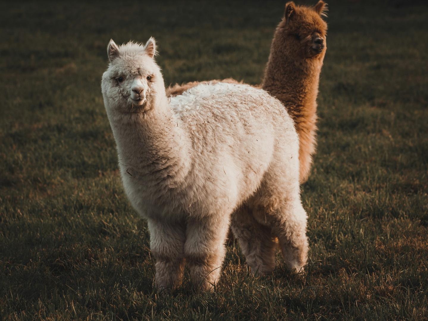 La société de courtage en crypto Alpaca lève 135 millions de dollars pour une infrastructure d'actions tokenisées La societe de courtage en crypto Alpaca leve 135 millions